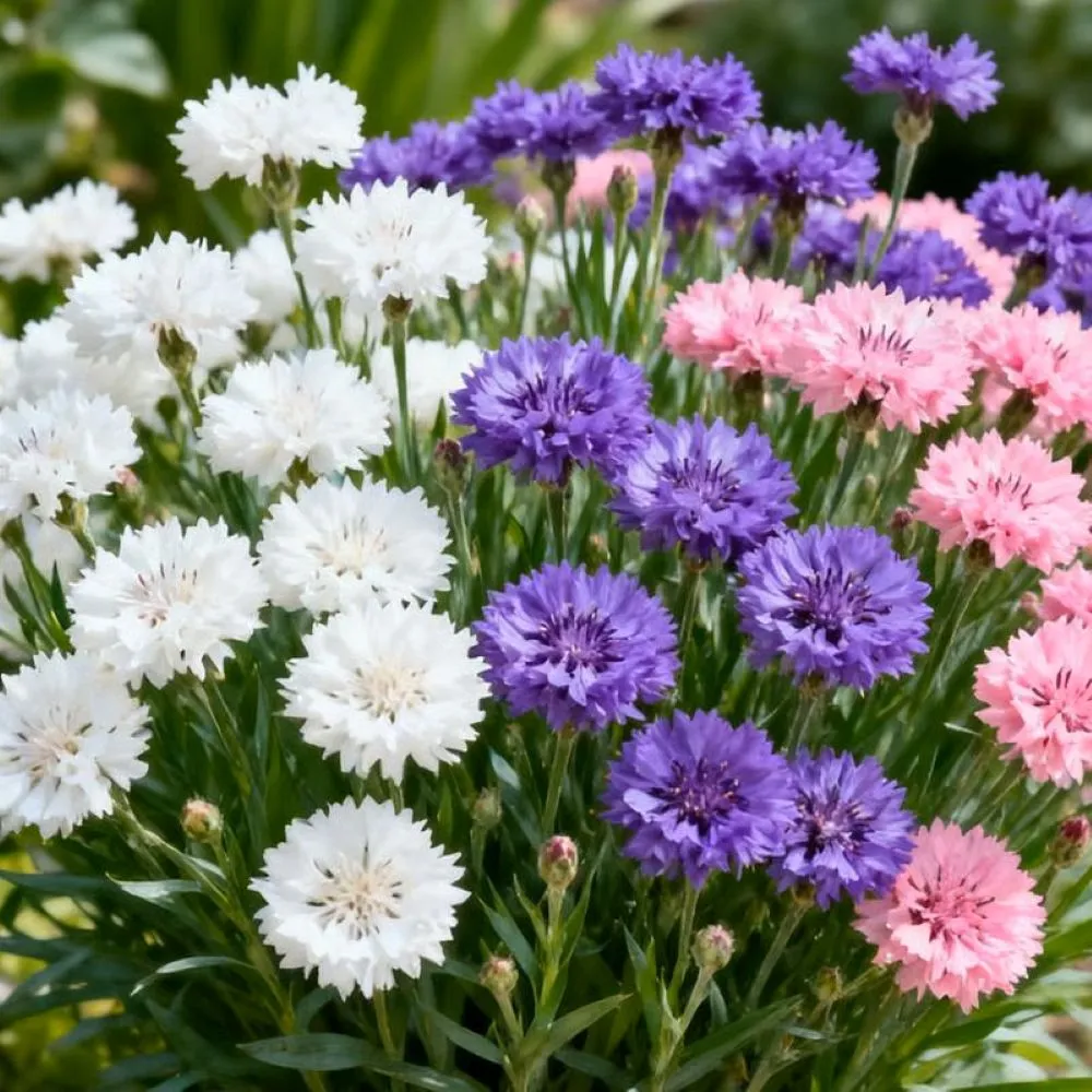 🔥Final 3 Hours 🌱Premium Cornflower Seeds🌸 Free fertilizer - Image 9